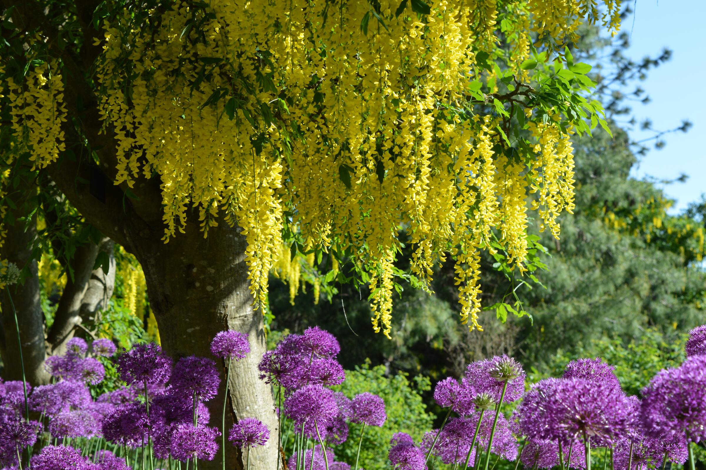 VanDusen Botanical Garden